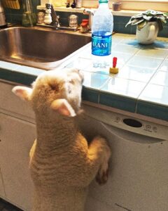 Raising Romeo: A Love Story Image